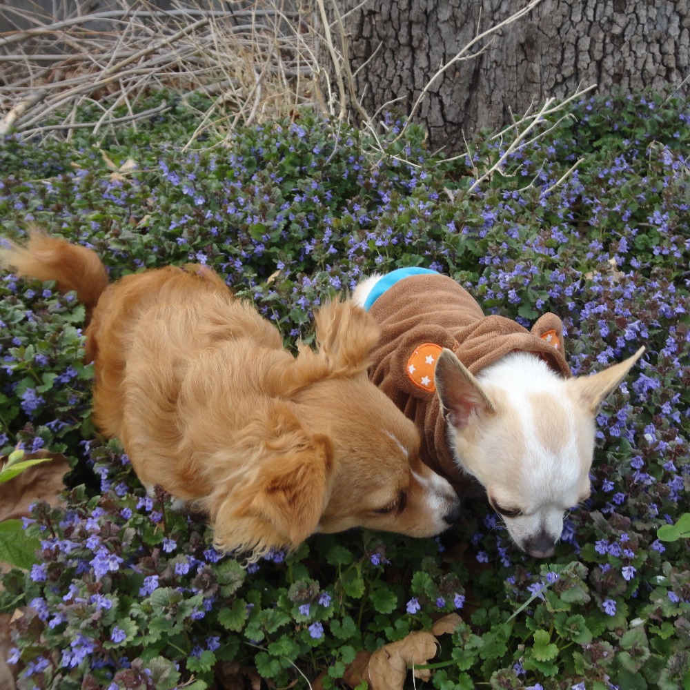 Meet your Posher, Claudia